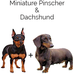 Doxie Pin Dog